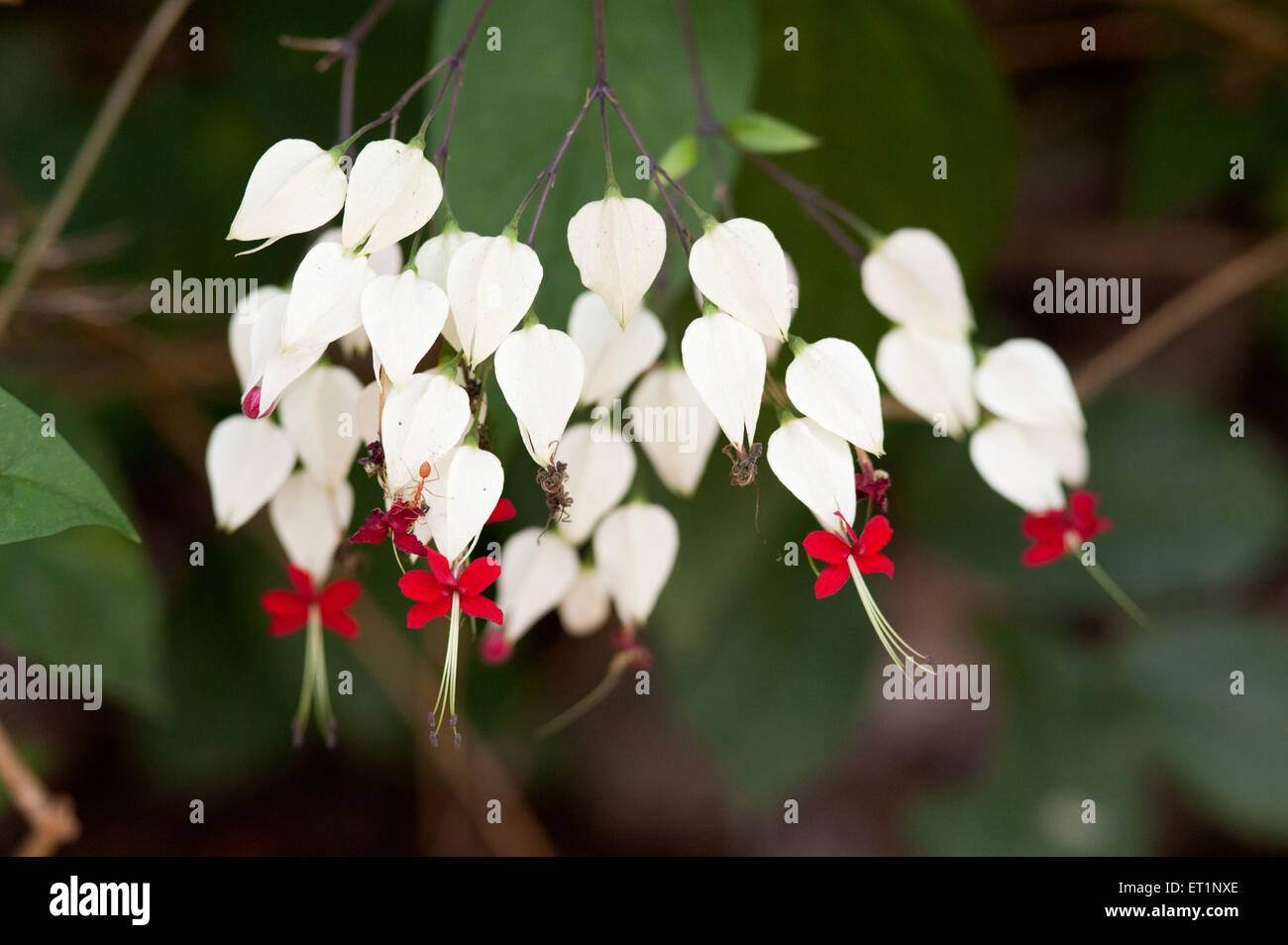 Exotische wilde weiße rote Blüten Stockfoto
