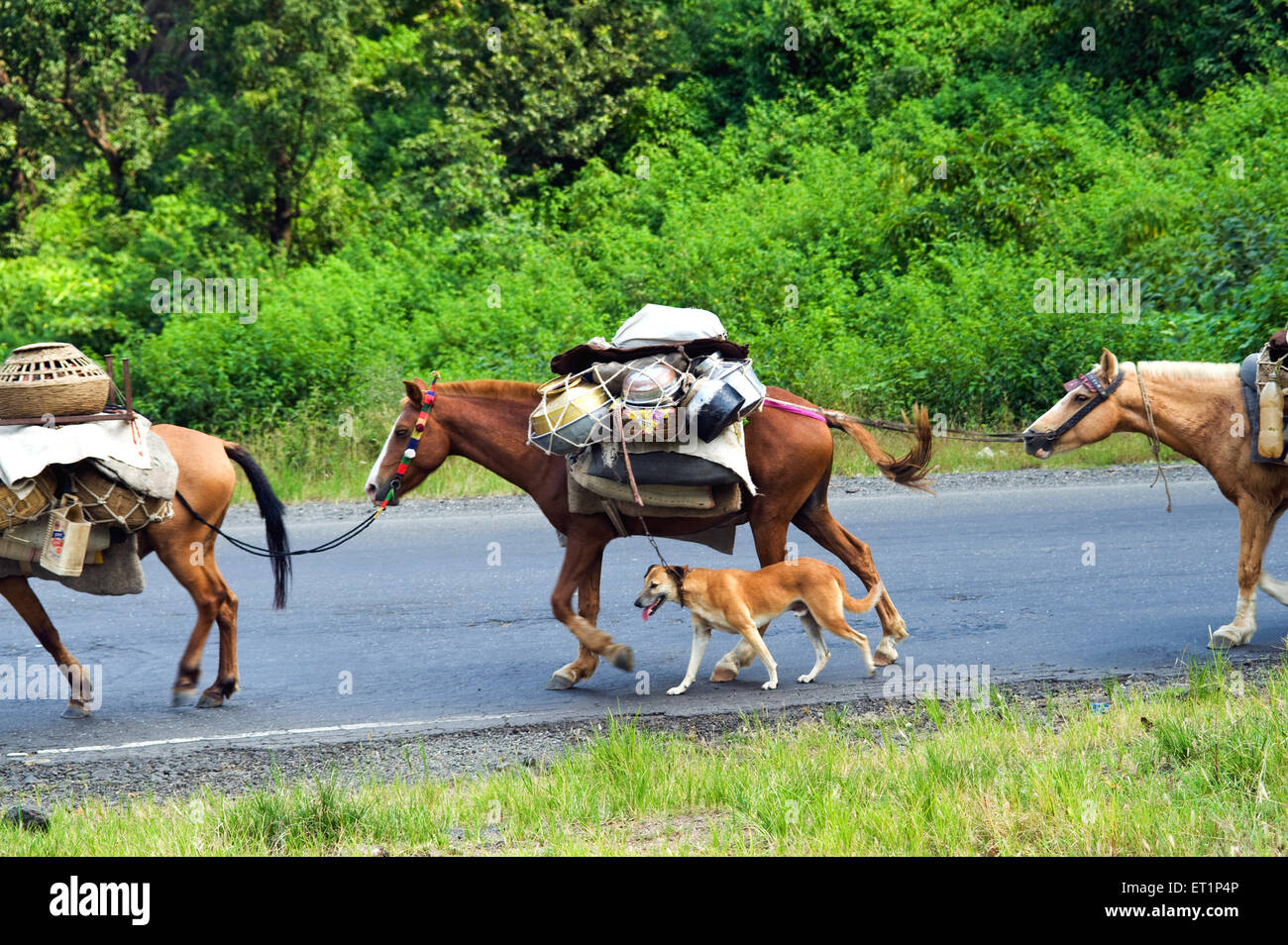 Hund gebunden an ein Pferd Pferde in einer Reihe, die Waren auf dem Rücken trägt; Maharashtra; Indien Stockfoto