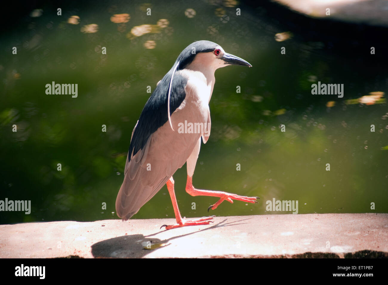 Schwarz gekrönter Nachtreiher, schwarz gedeckter Nachtreiher, Nachtreiher, Nachtreiher, Nycticorax nycticorax, Kerala, Indien, Asien Stockfoto