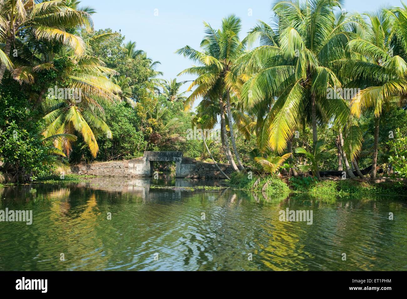 Palmen in Backwaters; Alleppey; Alappuzha; Kerala; Indien; Asien Stockfoto