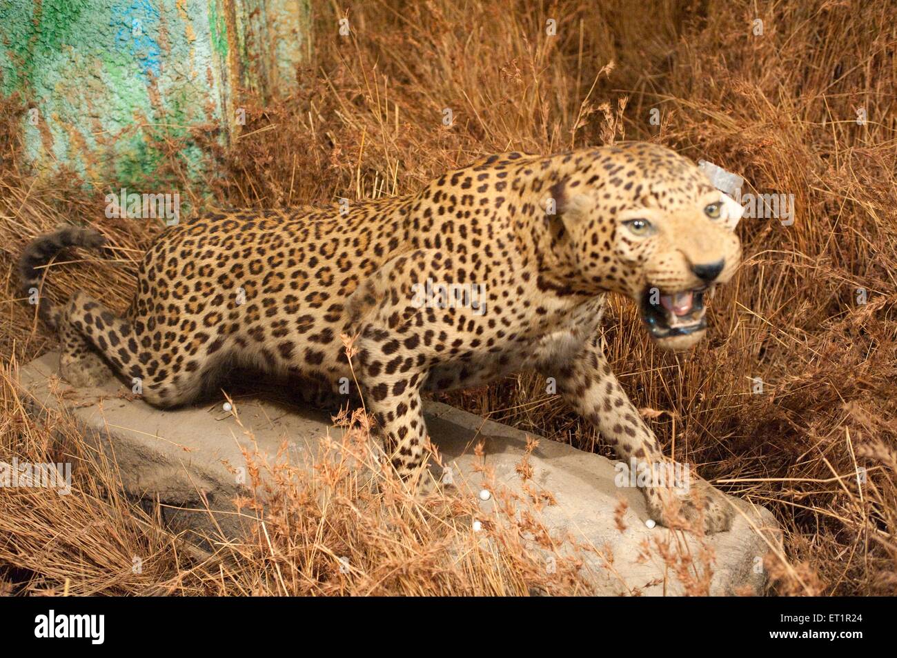 Ausgestopfte taxidermy Leopard real im scindia Museum im jaivilas Palast; Gwalior; Madhya Pradesh; Indien Stockfoto