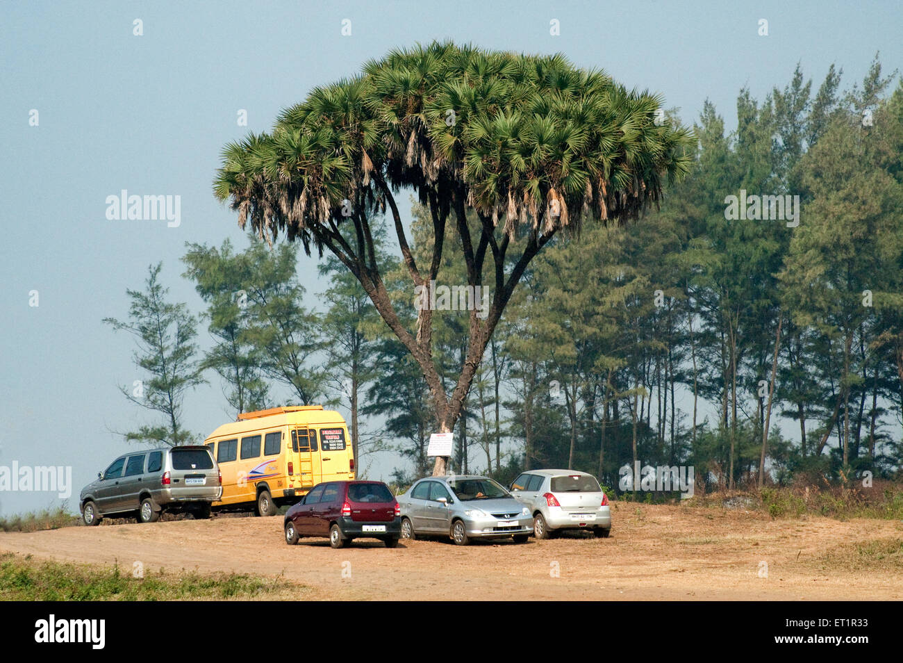 Autos, die unter einer verzweigten Palme, einer ostafrikanischen Doumpalme, einer Palme, einem Hyphen-Dichotom, Alibag, Konkan, Maharashtra, Indien Stockfoto