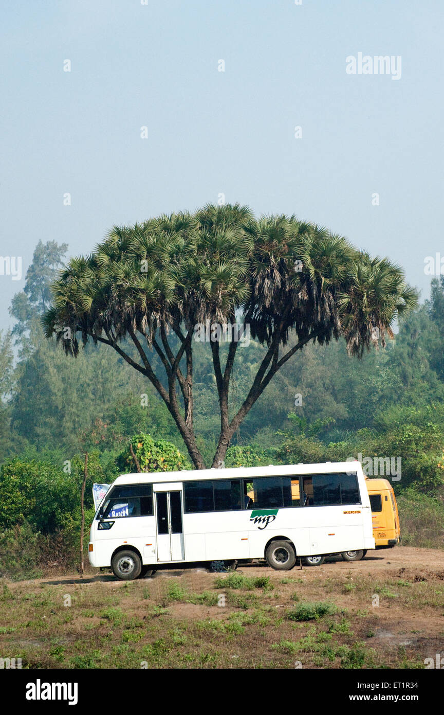 Bus unter verzweigter Palme, ostafrikanischer Doumpalme, Palme, Hyphen-Dichotom, Alibag, Konkan, Maharashtra, Indien Stockfoto