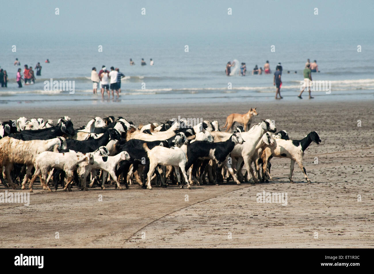 Ziegenherde; Nagaon Beach; Alibag; Konkan; Maharashtra; Indien Stockfoto