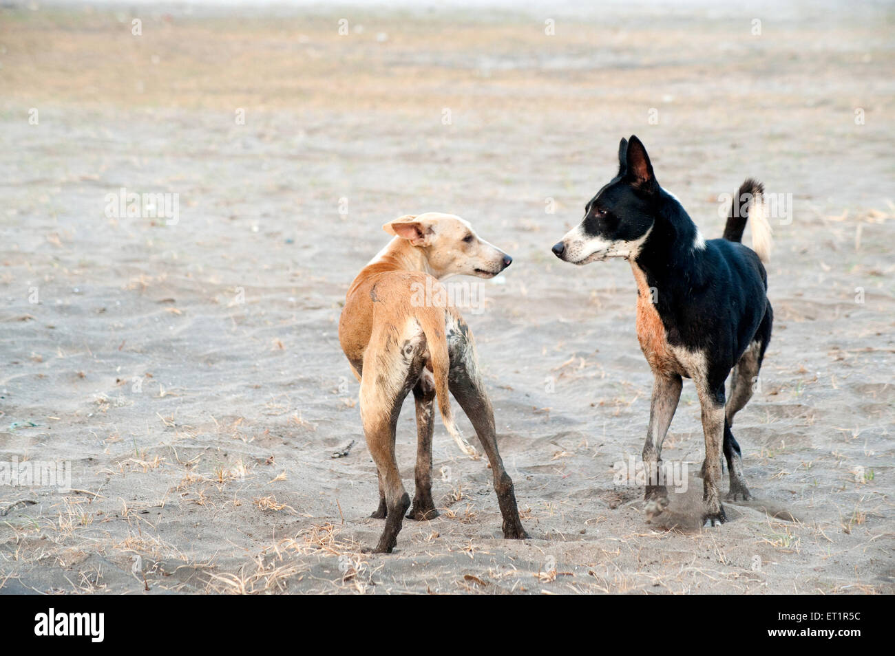 Hunde kämpfen Stockfoto