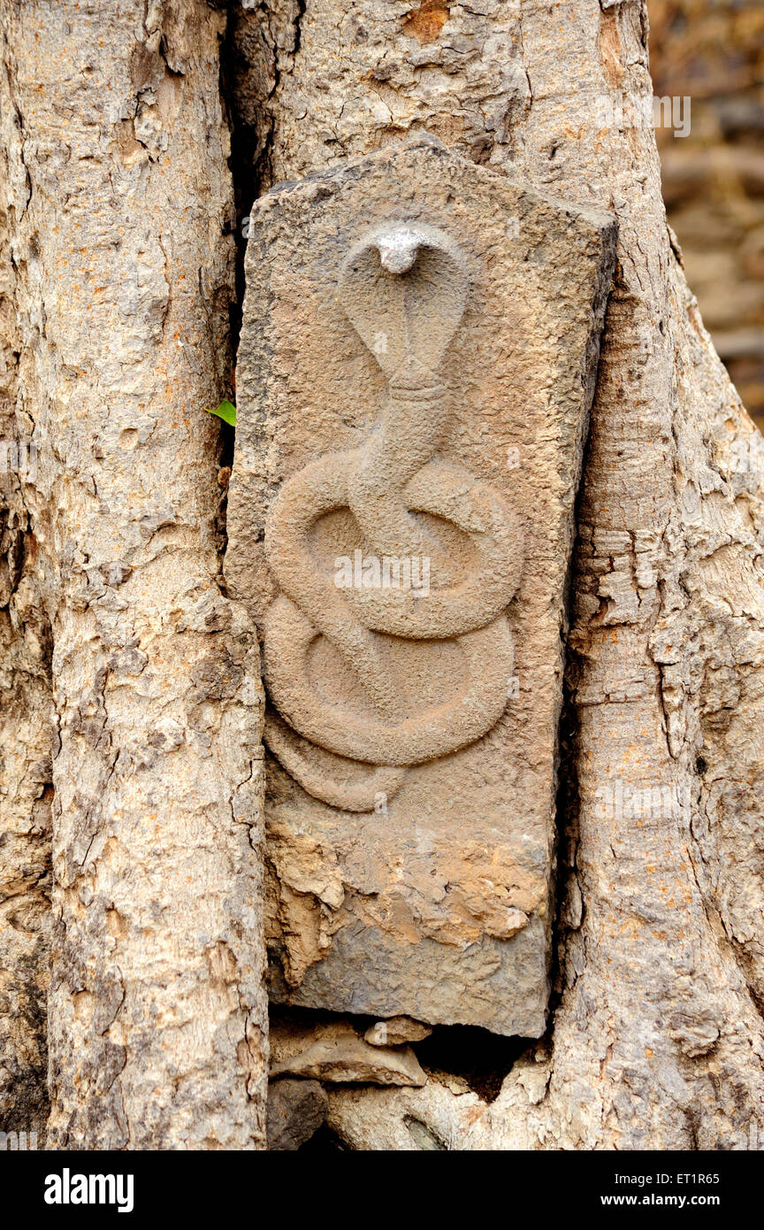 cobra Schlange Schlange Gott Reliefarbeit auf Stein im Tempel; Khandoba Tempel; Velapur; Solapur; Maharashtra; Indien; Asien Stockfoto