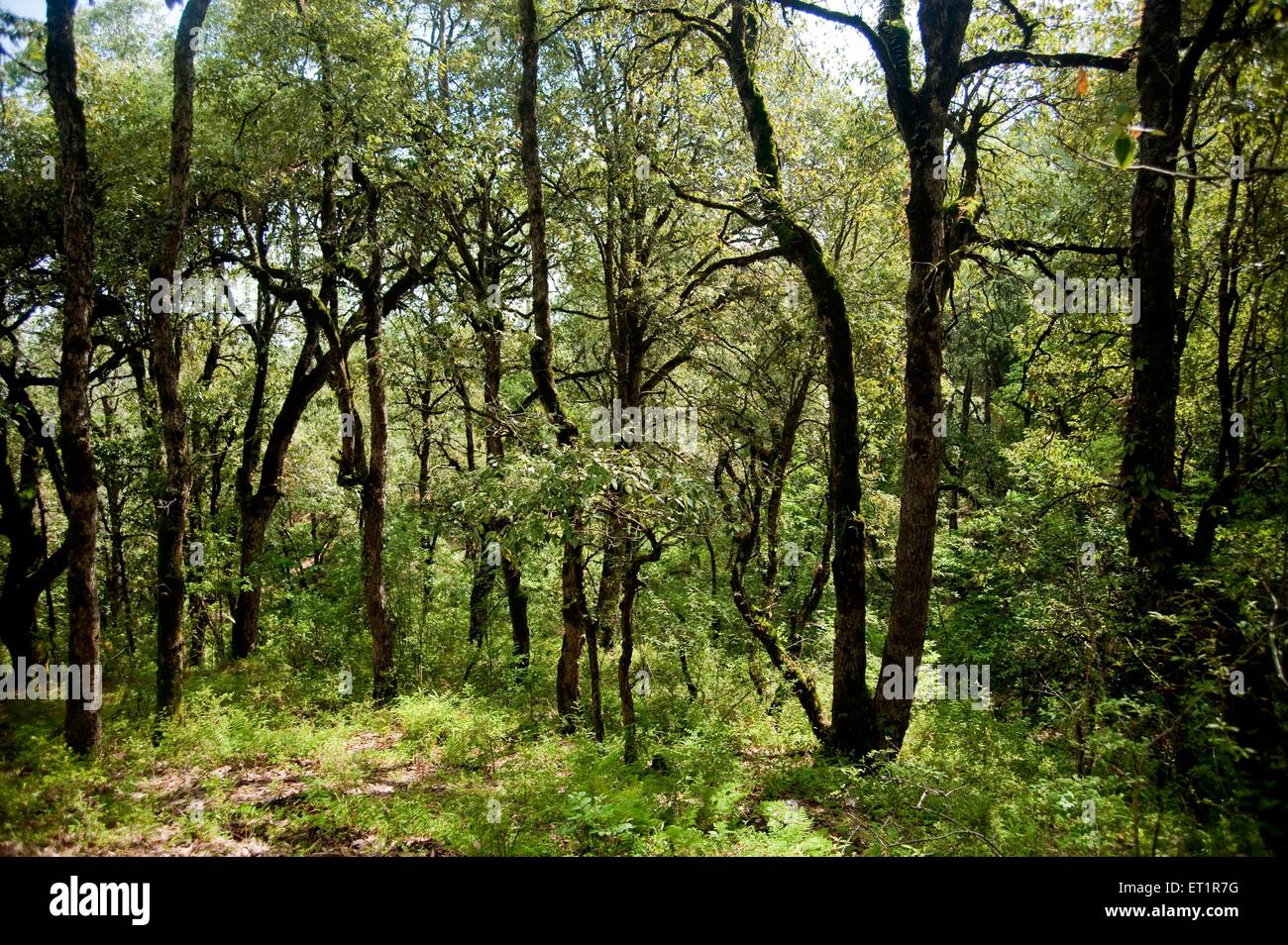 Wald, Sitlakhet, Shitlakhet, Almora, Uttarakhand, Indien, Asien, Asien, Indien Stockfoto