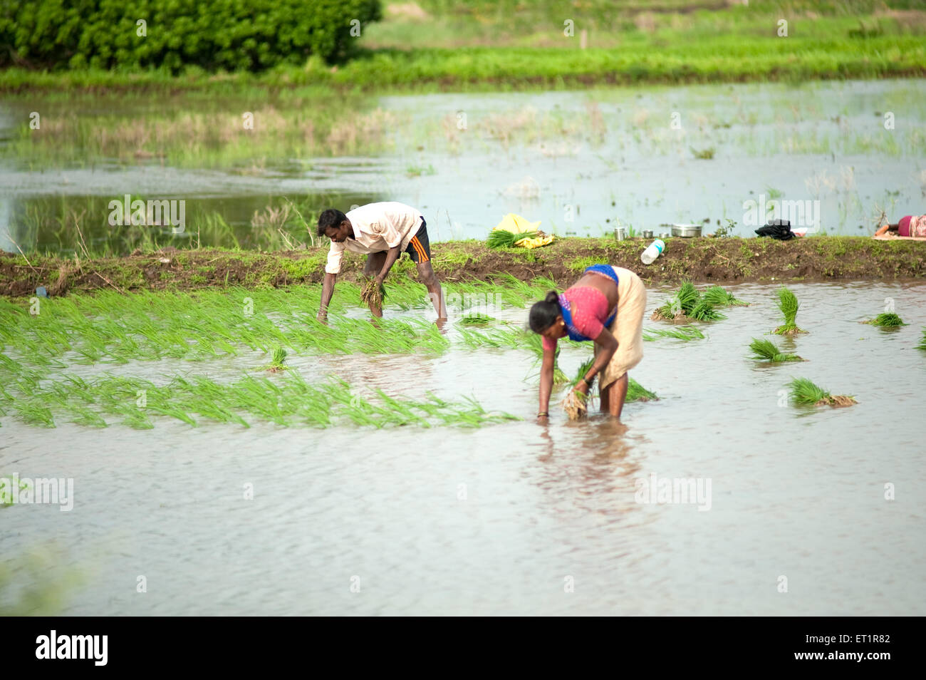 Landarbeiter, die Reis auf dem Feld anpflanzen, Maharashtra, Indien, Asien, Asien, Indisch Stockfoto
