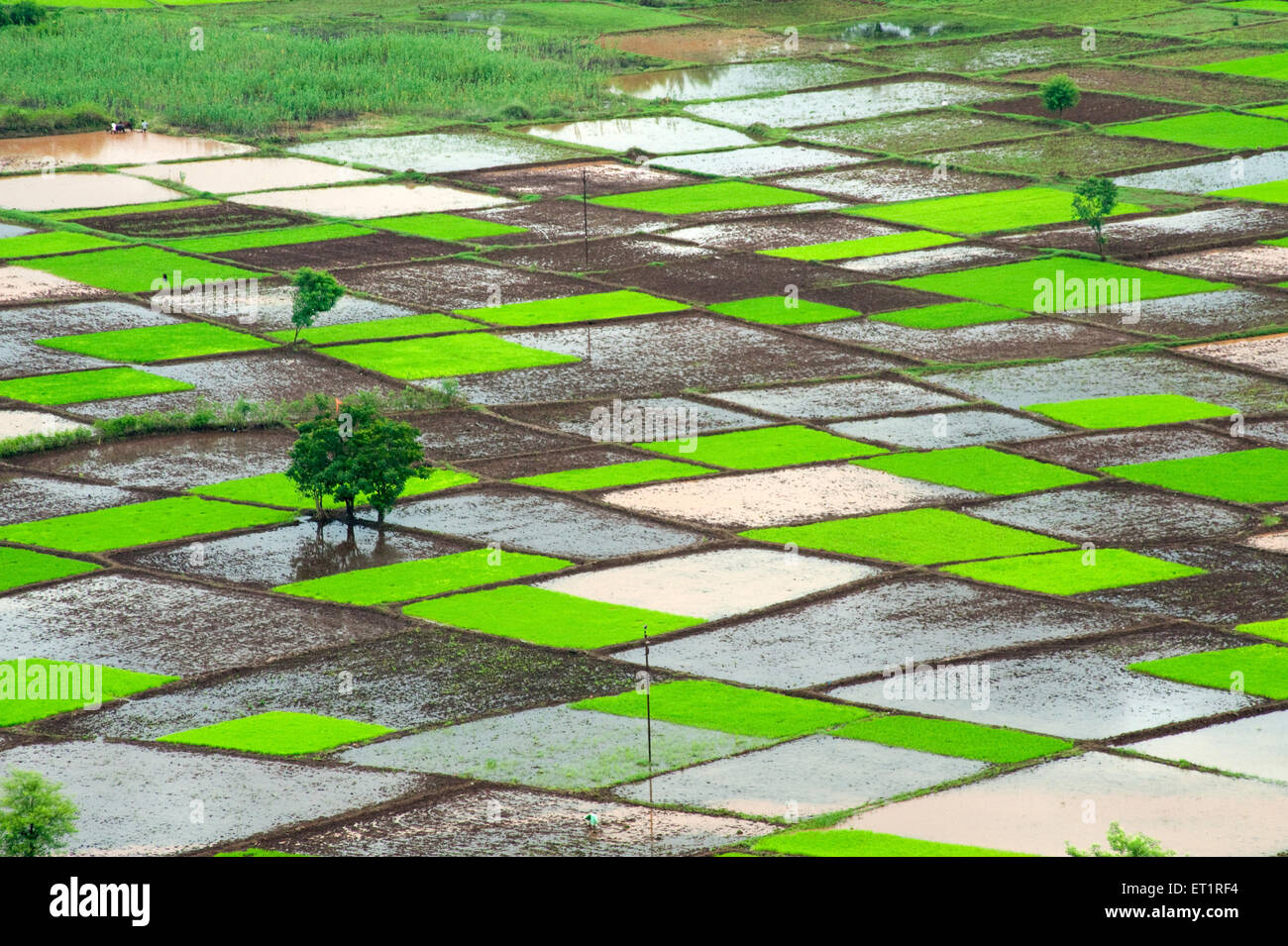 Rohreis Feld in Quadrate Muster in Chiplun Ratnagiri Maharashtra Indien monsun Stockfoto