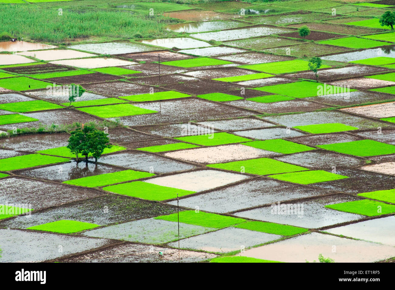 Paddy Reisfeld in Quadrate Muster im Monsun; Chiplun; Ratnagiri; Maharashtra; Indien Stockfoto