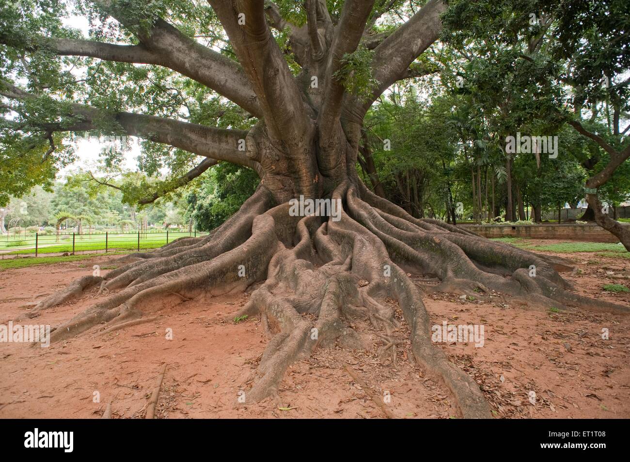 Seidenbaumwolle, Lalbagh Botanical Garden, Bangalore, Bengaluru, Karnataka, Indien, Asien, Asien, Indien Stockfoto