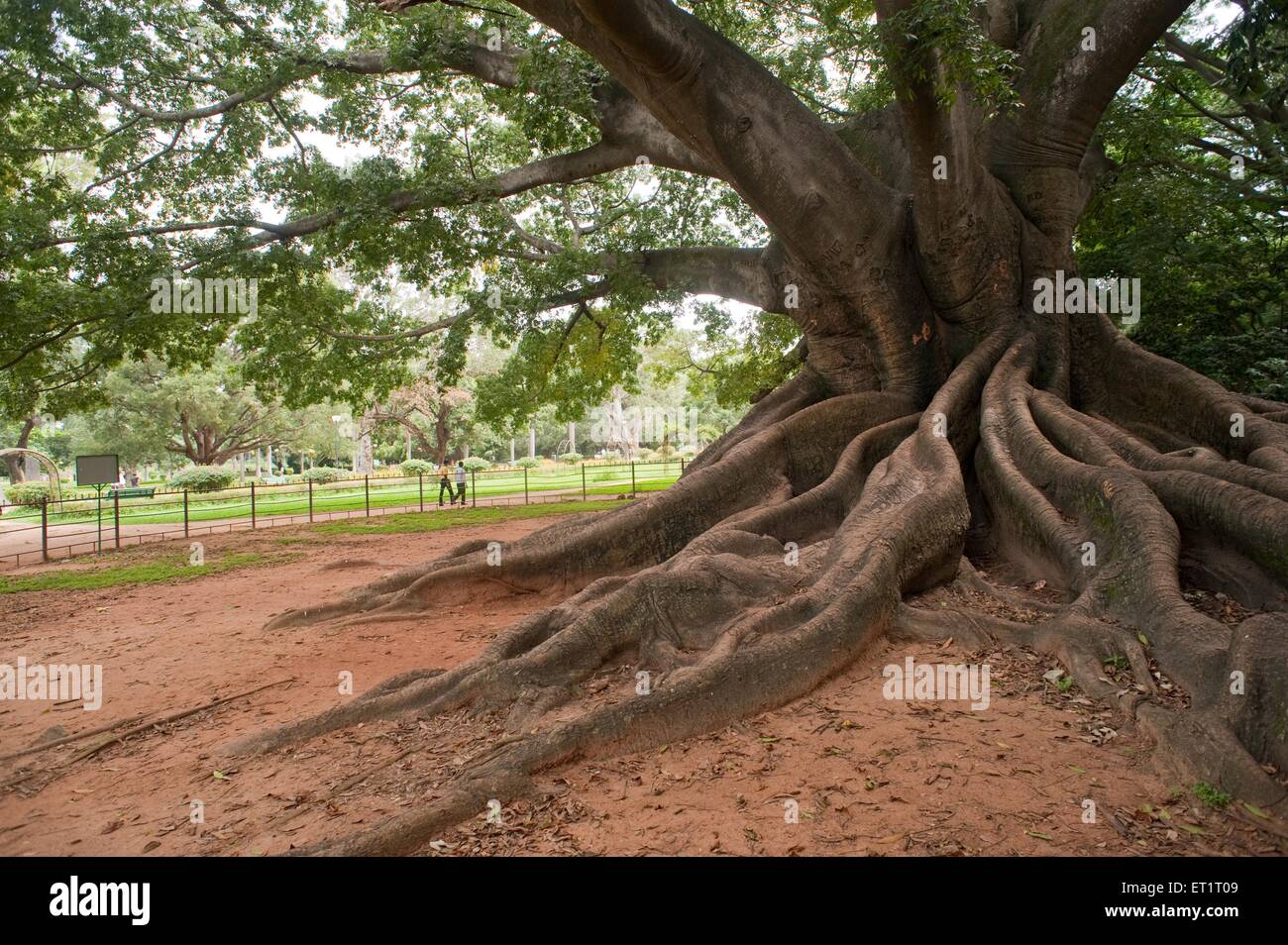 Seidenbaumwolle, Lalbagh Botanical Garden, Bangalore, Bengaluru, Karnataka, Indien, Asien, Asien, Indien Stockfoto