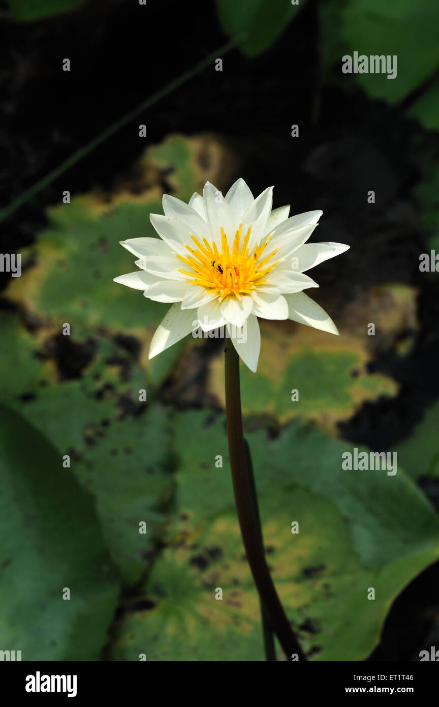 weißer Lotusblume Stockfoto