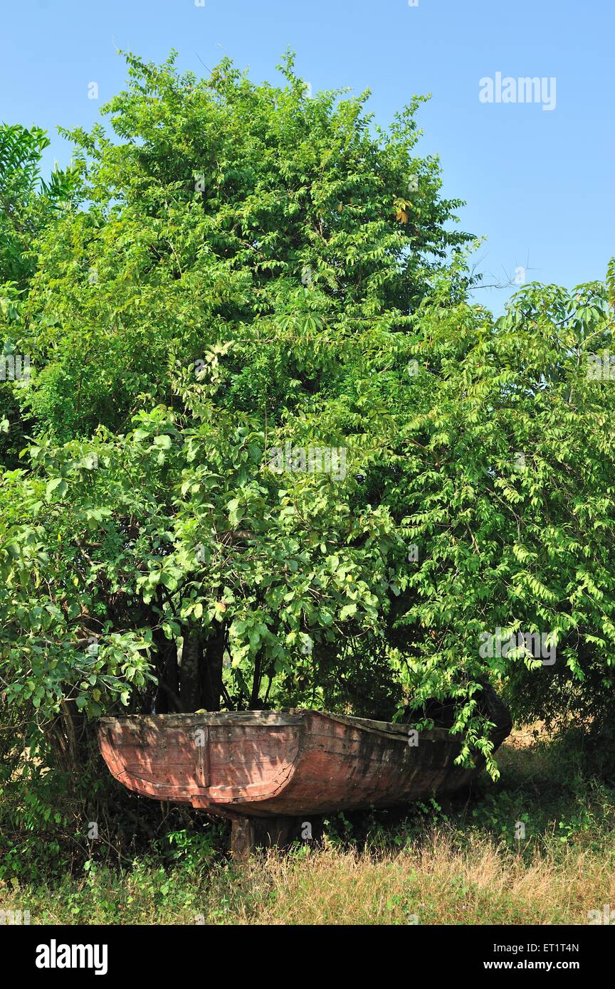 Baum und Boot, Sindhudurg, Maharashtra, Indien, Asien, Asiatisch, Indisch Stockfoto