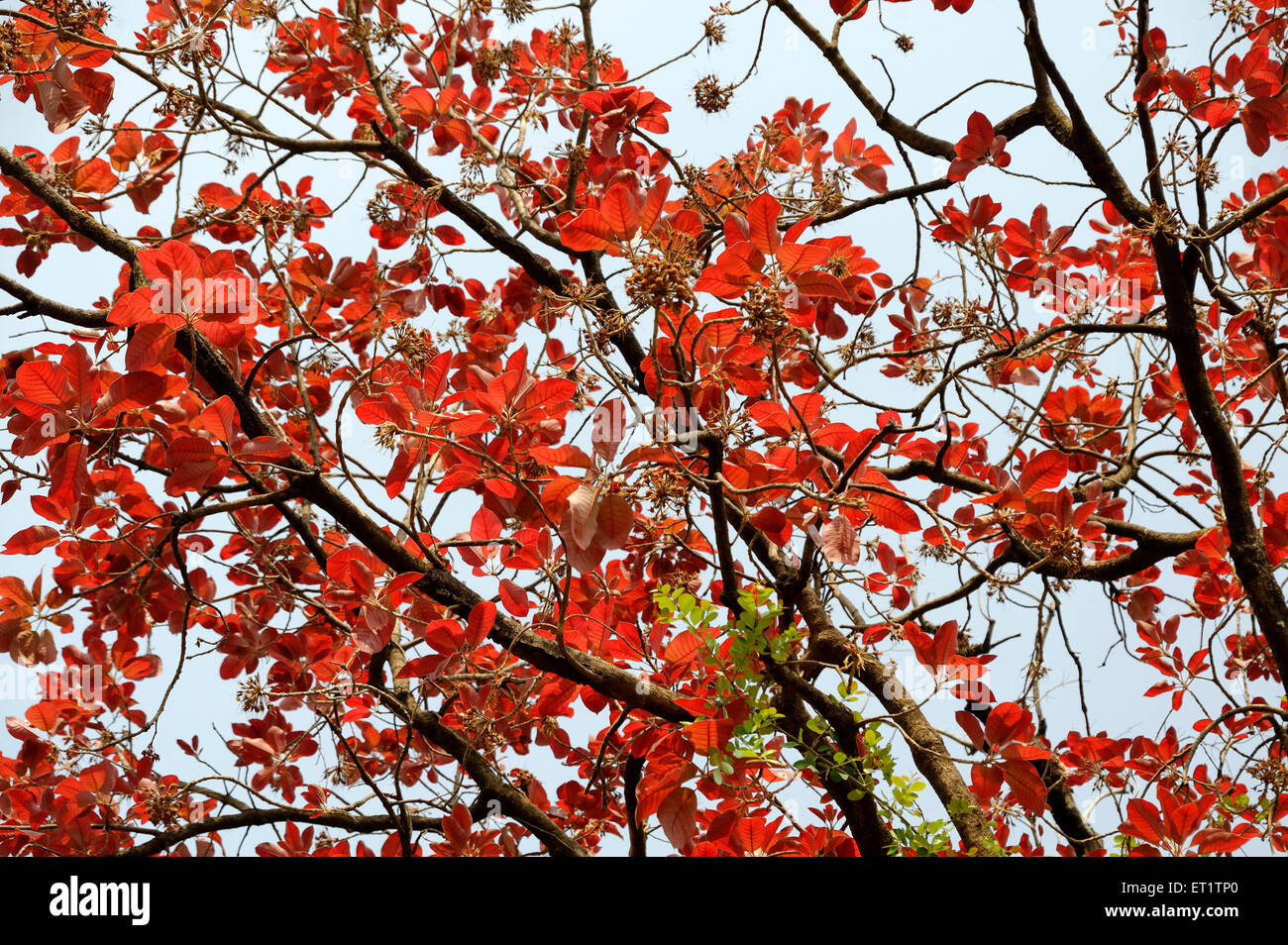 rotes Blatt Baum Indien Asien Stockfoto