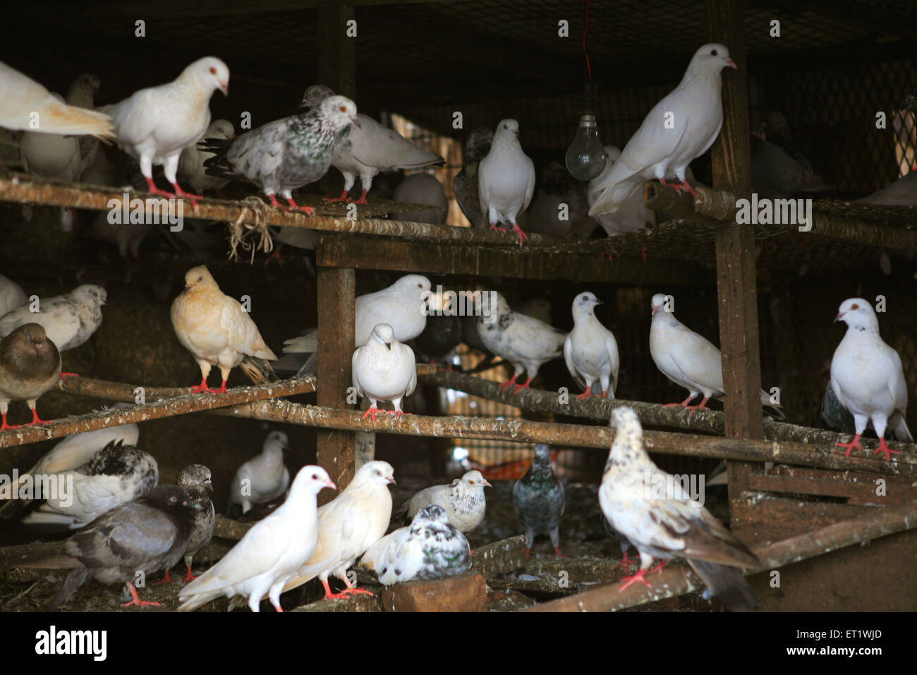 Tauben im Käfig; Bombay; Mumbai; Maharashtra; Indien Stockfoto