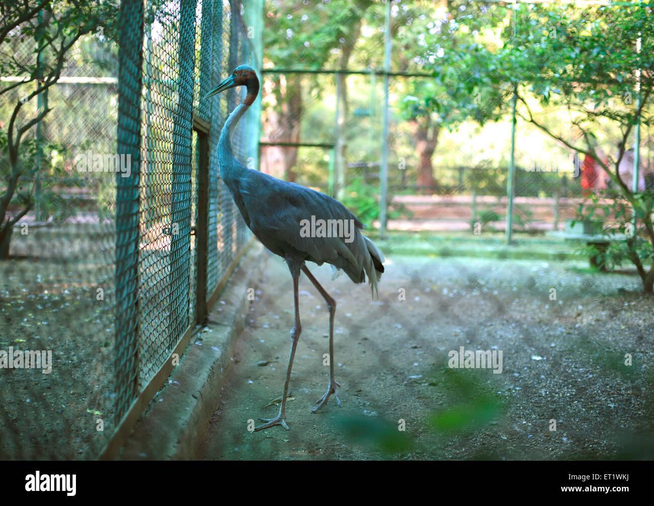 Indischer Sarus Kranich Vogel im Zoo; Bombay; Mumbai; Maharashtra; Indien Stockfoto