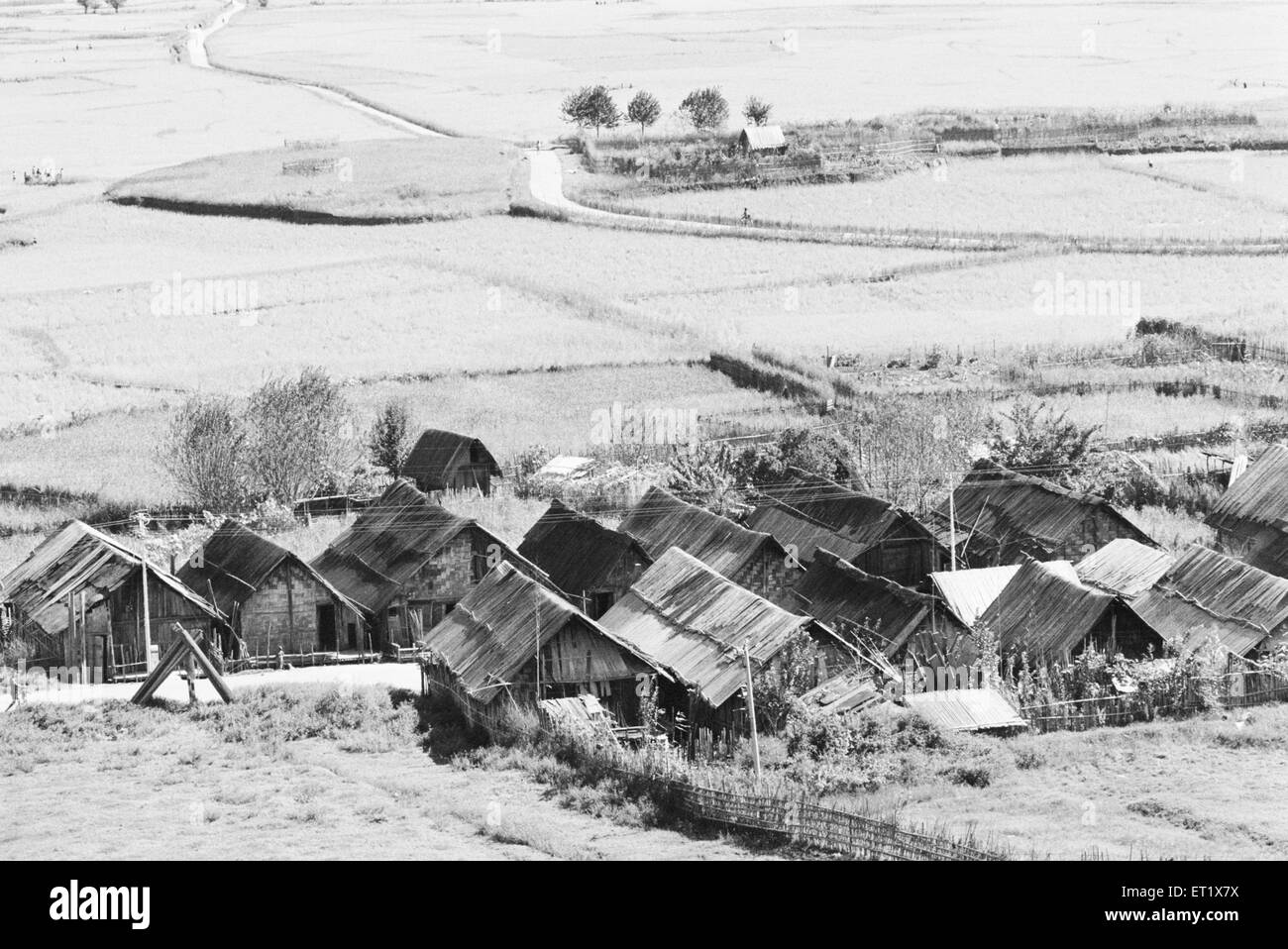 Reisfeld; Tirap-Bezirk; Arunachal Pradesh; Indien; Asien; Altes Vintage 1900er Bild Stockfoto