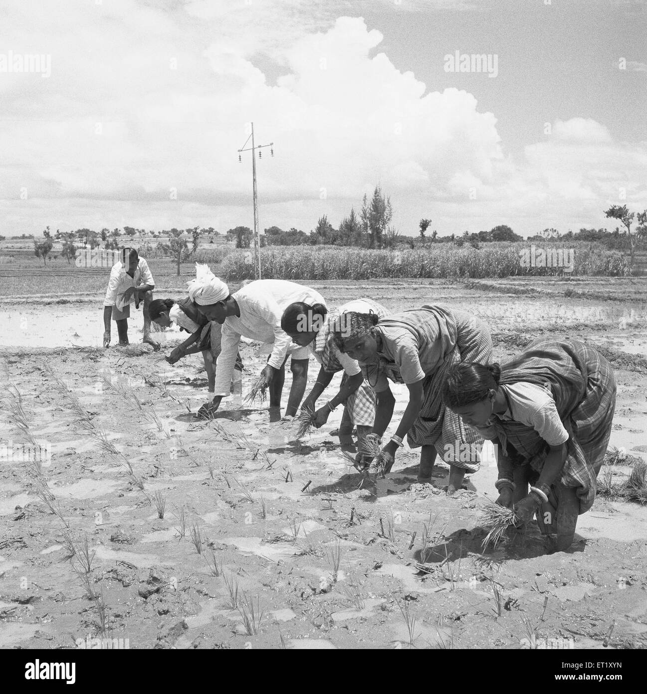 Pflanzung von Sämlingen Plantage Anbau Frauen arbeiten auf Feldern Nanjangud Stadt Mysore Mysuru Karnataka Indien Asien alter Jahrgang 1900s Bild Stockfoto