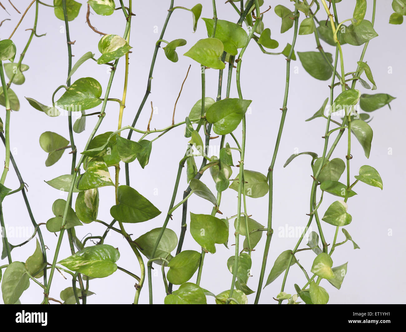 Geldanlage, Teufelsefeu, Epipremnum aureum, Araceae-Familie, grüne Pflanze vor dem Fenster, Indien, Asien Stockfoto