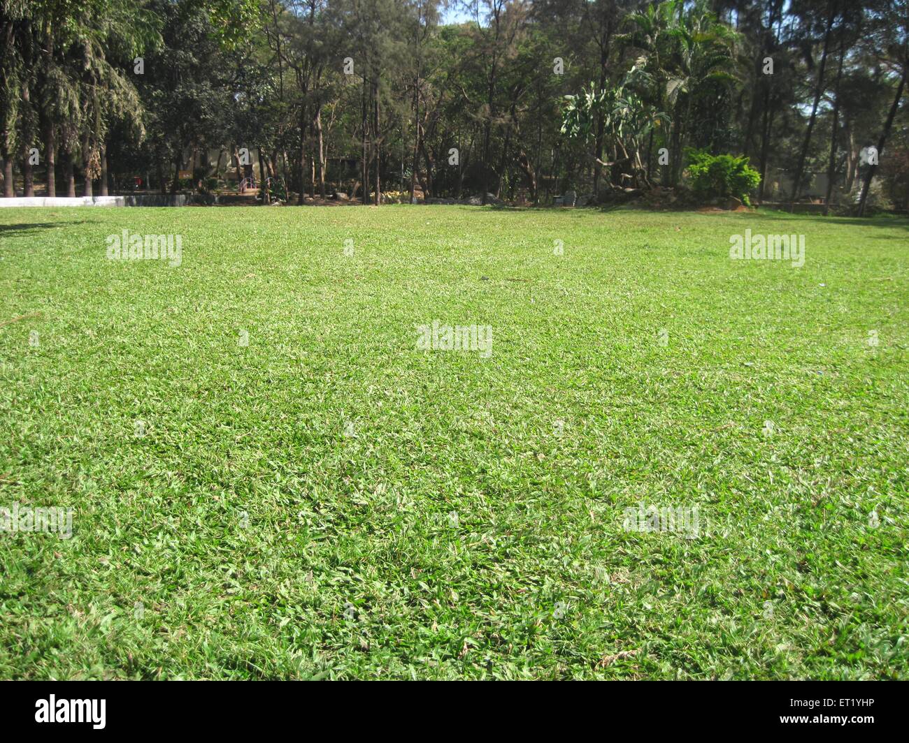 Grünen Rasen Stockfoto