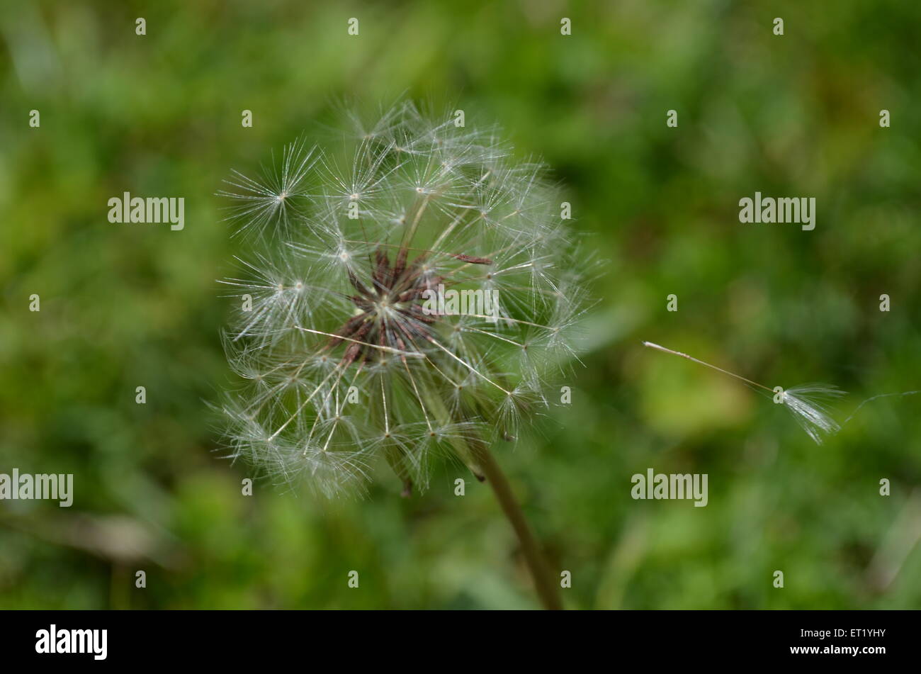 Löwenzahn Stockfoto