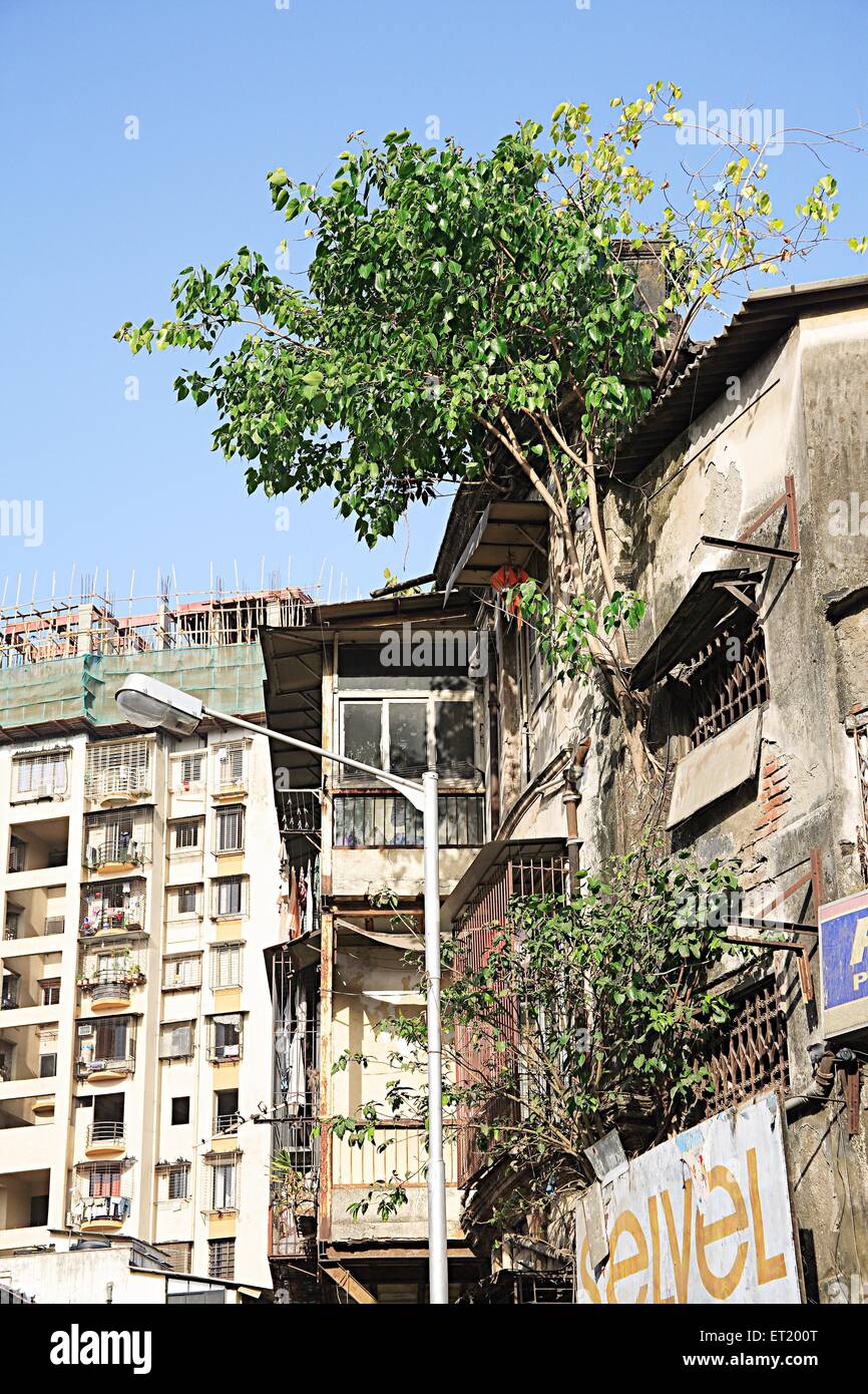 Baum wächst; Rani städtisches Wohngebäude; V. P. Road; Charni Road; Bombay; Mumbai; Maharashtra; Indien; Asien; Asiatisch; Indisch Stockfoto