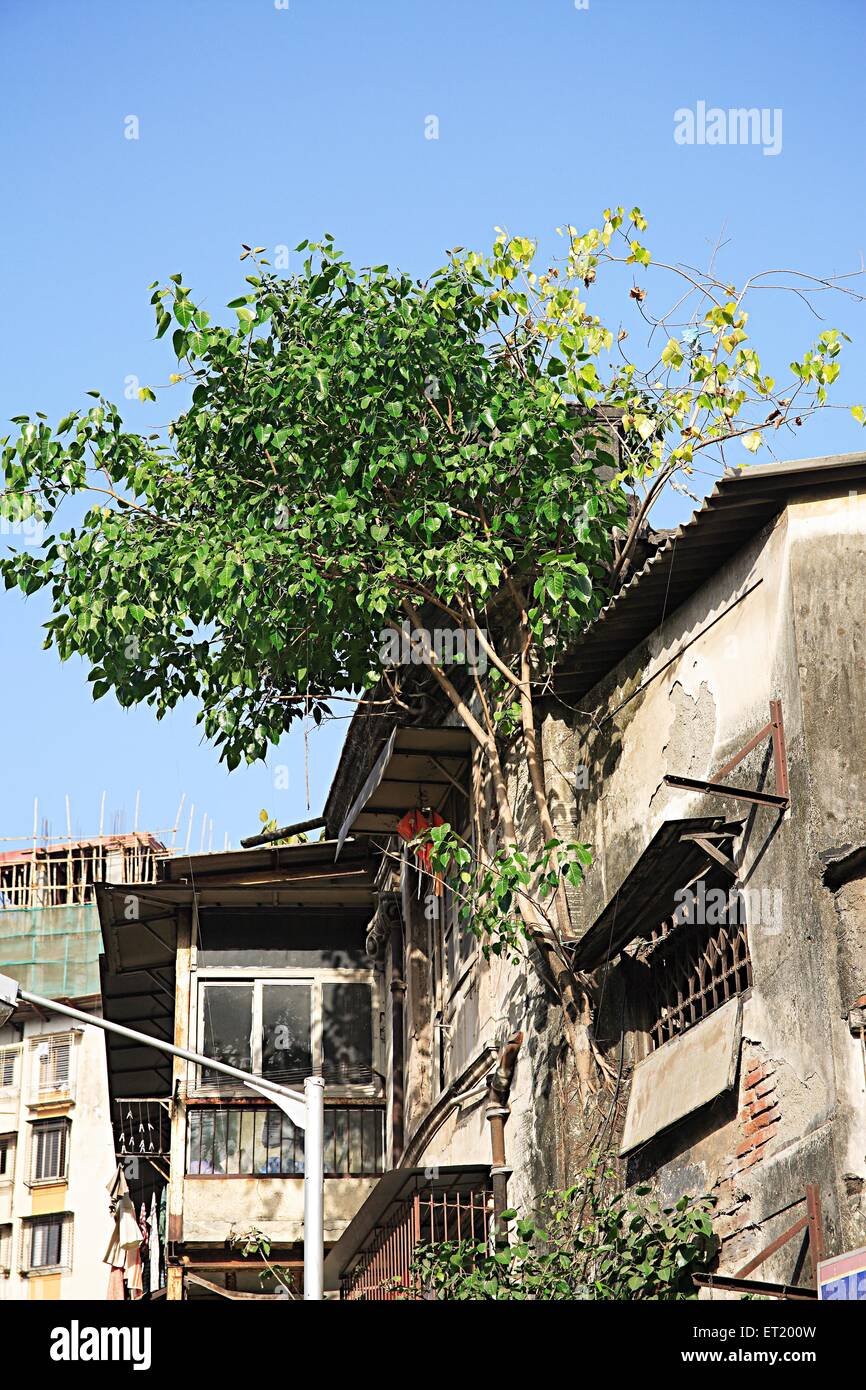 Baum wächst; Rani städtisches Wohngebäude; V. P. Road; Charni Road; Bombay; Mumbai; Maharashtra; Indien; Asien; Asiatisch; Indisch Stockfoto