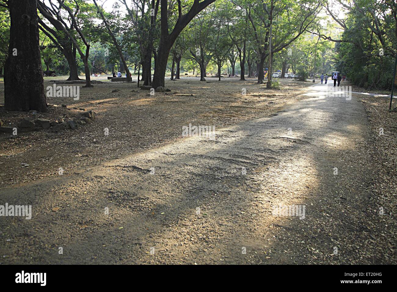 Baumschatten; Sanjay Gandhi National Park; Borivali National Park; Borivali; Bombay; Mumbai; Maharashtra; Indien; Asien; Asiatisch; Indisch Stockfoto