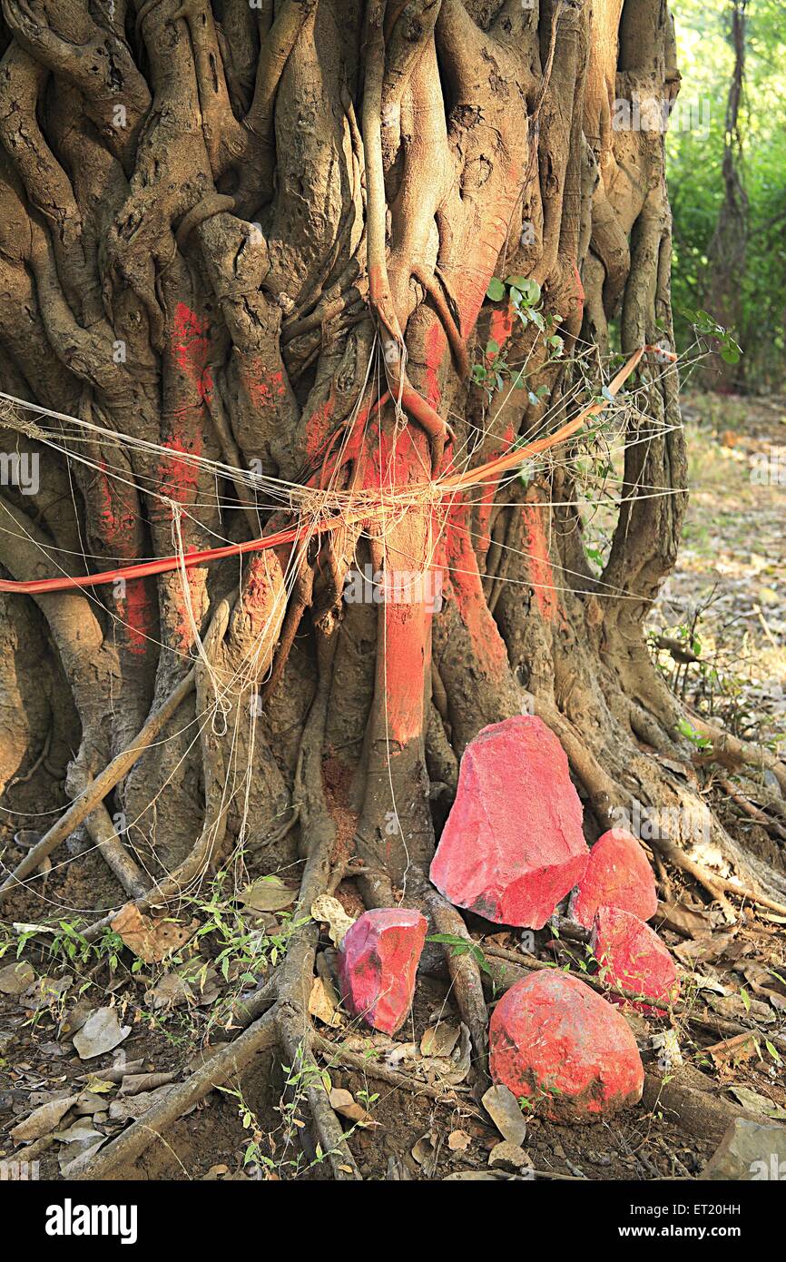 Baumtempel; Sanjay Gandhi National Park; Borivali National Park; Borivali; Bombay; Mumbai; Maharashtra; Indien; Asien; Asiatisch; Indisch Stockfoto