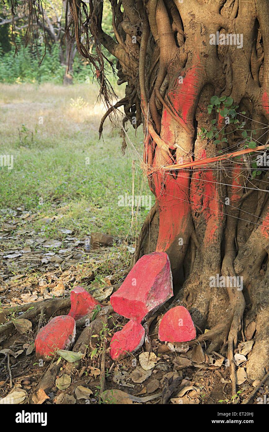 Baumtempel; Sanjay Gandhi National Park; Borivali National Park; Borivali; Bombay; Mumbai; Maharashtra; Indien; Asien; Asiatisch; Indisch Stockfoto