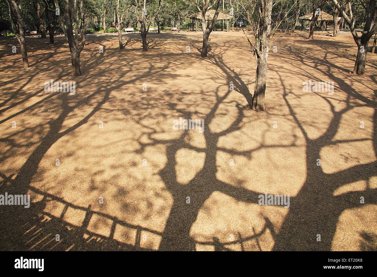 Baumschatten; Sanjay Gandhi National Park; Borivali National Park; Borivali; Bombay; Mumbai; Maharashtra; Indien; Asien; Asiatisch; Indisch Stockfoto