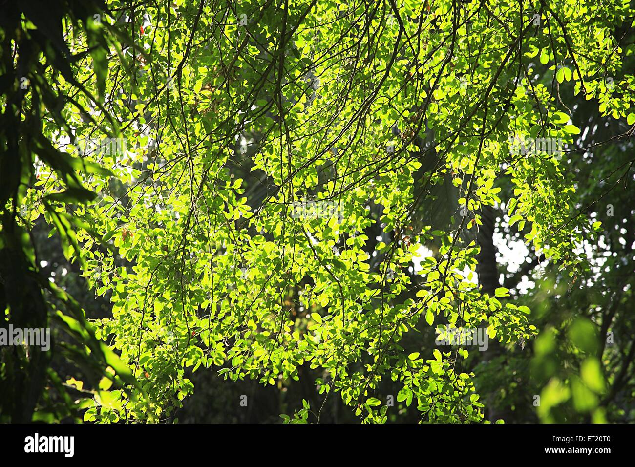 Grüne Blätter; Sanjay Gandhi National Park; Borivali; Bombay; Mumbai; Maharashtra; Indien; Asien; Asiatisch; Indisch Stockfoto