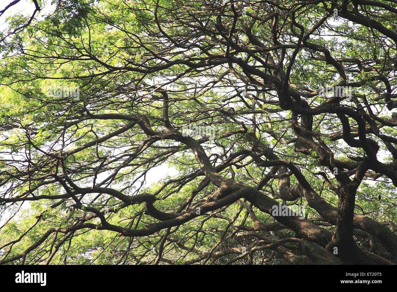 Großer Baum; Sanjay Gandhi National Park; Borivali; Bombay; Mumbai; Maharashtra; Indien; Asien; Asiatisch; Indisch Stockfoto