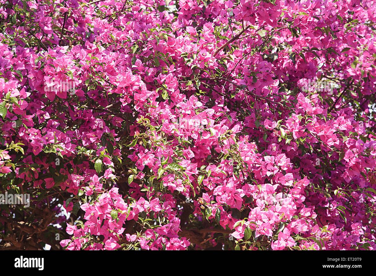 Bougainvillea Blumen, Bombay, Mumbai, Maharashtra, Indien, Asien, Asien, Indien Stockfoto