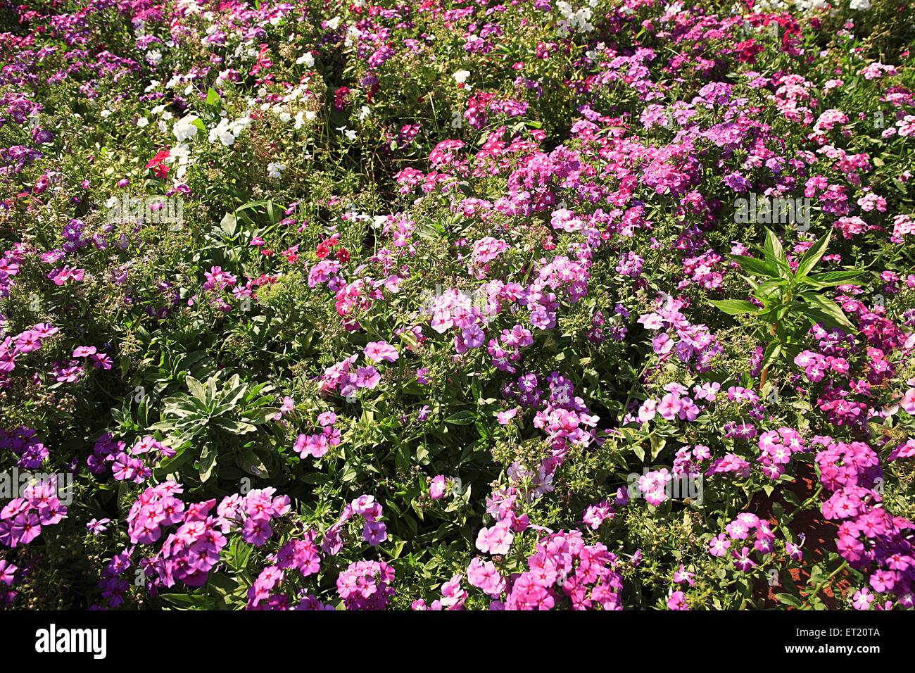 Violette Blumen, Bombay, Mumbai, Maharashtra, Indien, Asien, Asien, Indien Stockfoto