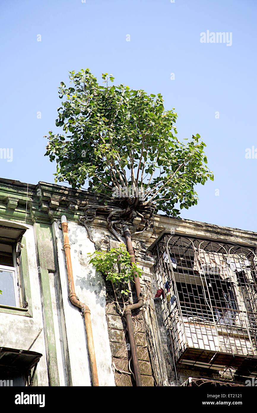Baum wächst; altes Gebäude; Dr. Dadabhai Naoroji Road; Bombay; Mumbai; Maharashtra; Indien; Asien; Asiatisch; Indisch Stockfoto