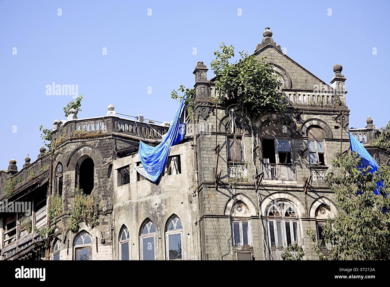 Baum wächst; altes Gebäude; Dr. Dadabhai Naoroji Road; Bombay; Mumbai; Maharashtra; Indien; Asien; Asiatisch; Indisch Stockfoto