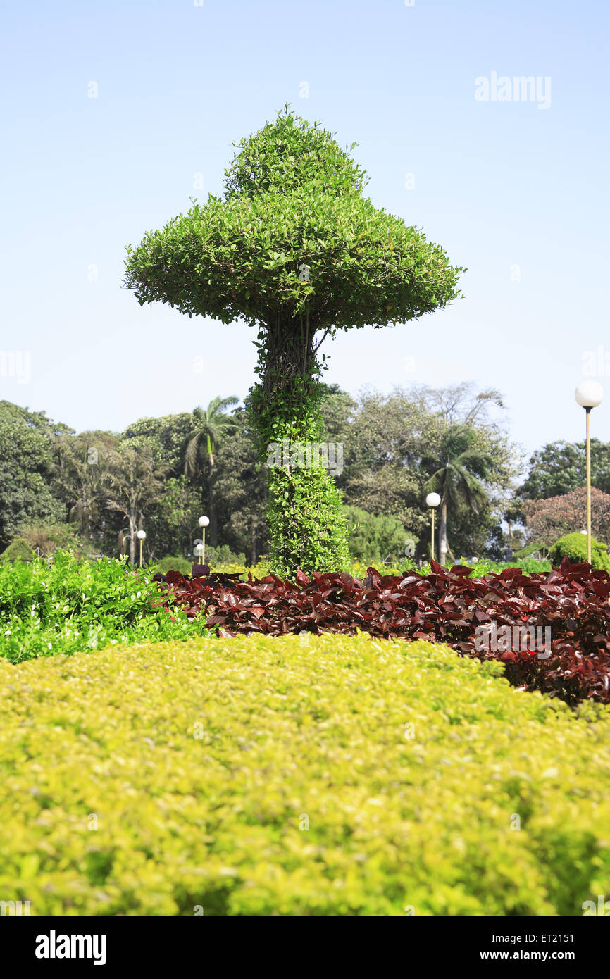 Grüne Blätter Baum; hängende Gärten; Pherozeshah Mehta Gärten; Malabar Hügel; Bombay; Mumbai; Maharashtra; Indien; Asien; Asiatisch; Indisch Stockfoto