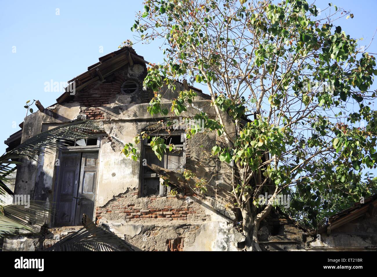 Beschädigtes Haus, Peepalbaum, Banganga, Walkeshwar, Bombay, Mumbai, Maharashtra, Indien, Asien, Asien, Indisch Stockfoto