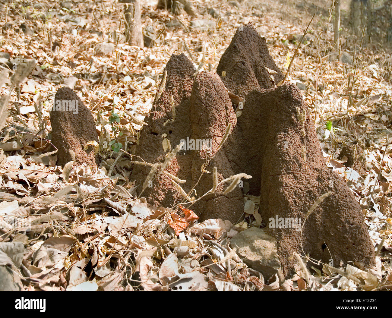 ant Hill; Goregaon; Bombay; Mumbai; Maharashtra; Indien; Asien Stockfoto