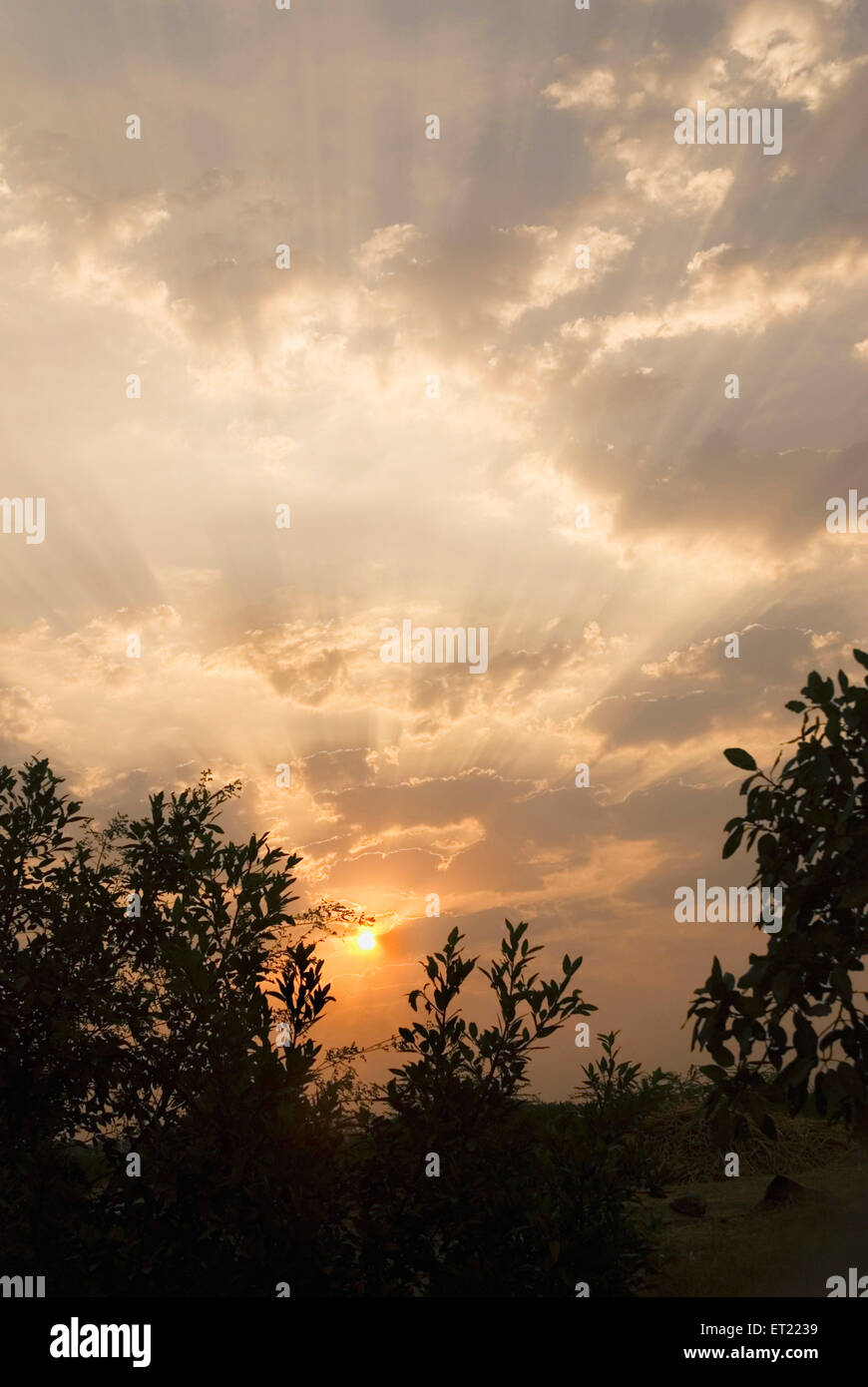 Sonnenaufgang; Padhegaon; Ahmadnagar; Maharashtra; Indien; Asien Stockfoto