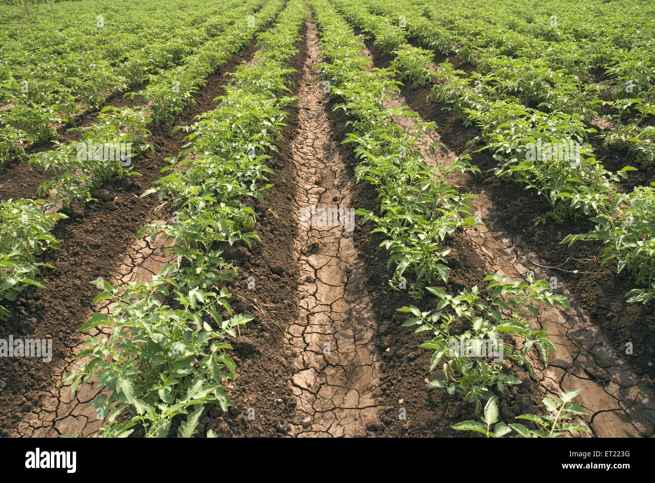 Tomatenpflanze; lycopersicon esculentum; Khidapur; Bezirk Kolhapur; Maharashtra; Indien; Asien Stockfoto