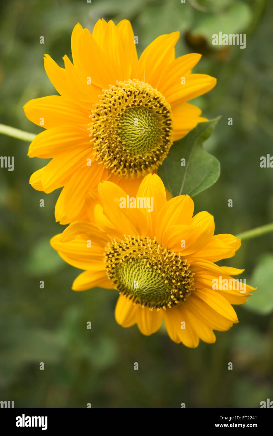 Kleine Sonnenblume helianthus annuus; Kalamb; Taluka Vasai; Bezirk Thane; Maharashtra; Indien; Asien Stockfoto