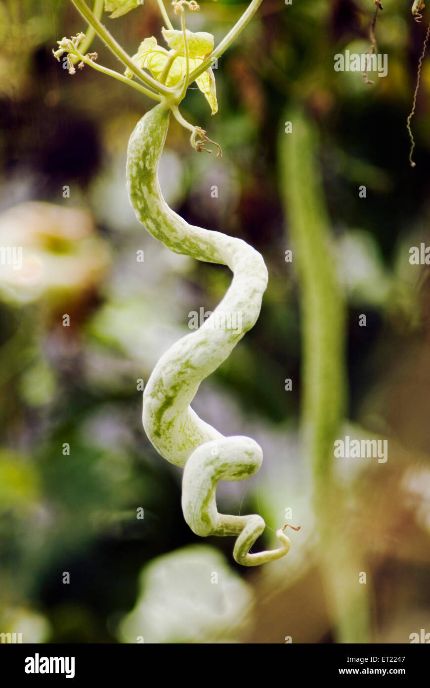 Schlangenkürbis-Pflanze; Trichosanthes cucumerina; Schlangenkürbis; schnell wachsende Rebe; Kalamb; Vasai; Thane; Maharashtra; Indien; Asien Stockfoto