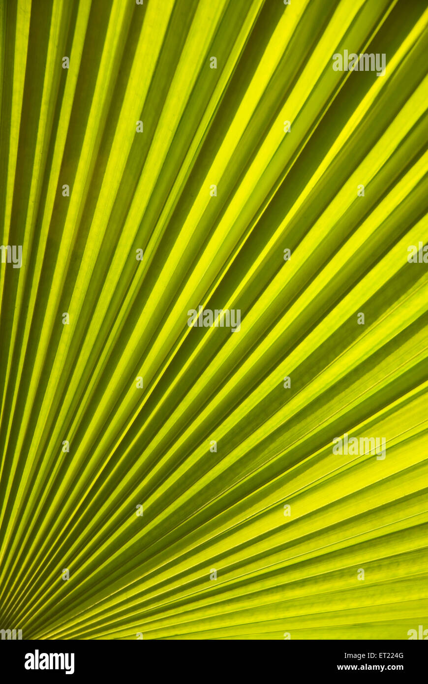 Grünes Palmenblatt; Poona; Pune; Maharashtra; Indien; Asien Stockfoto