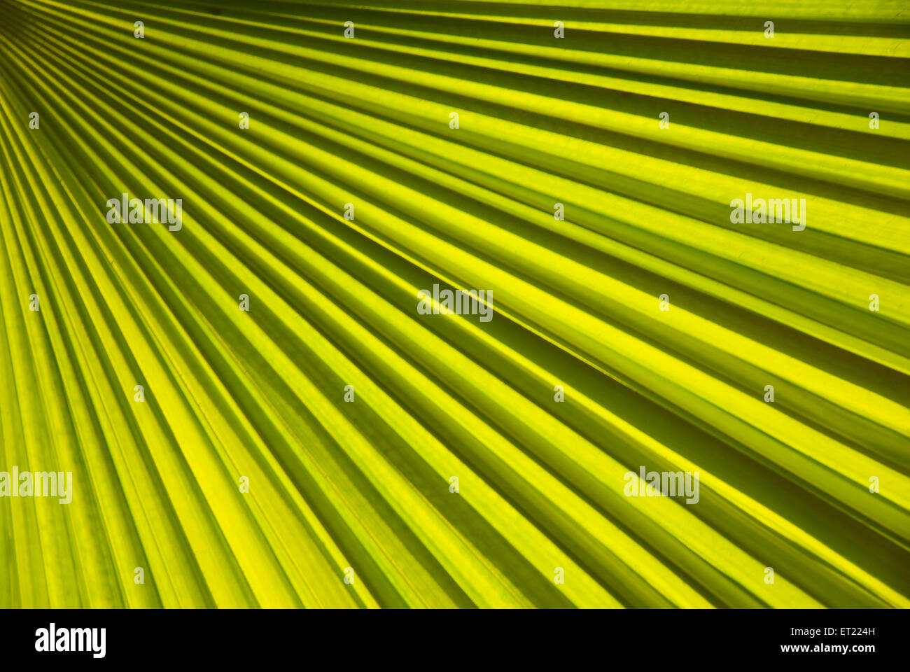 Grünes Palmenblatt; Poona; Pune; Maharashtra; Indien; Asien Stockfoto