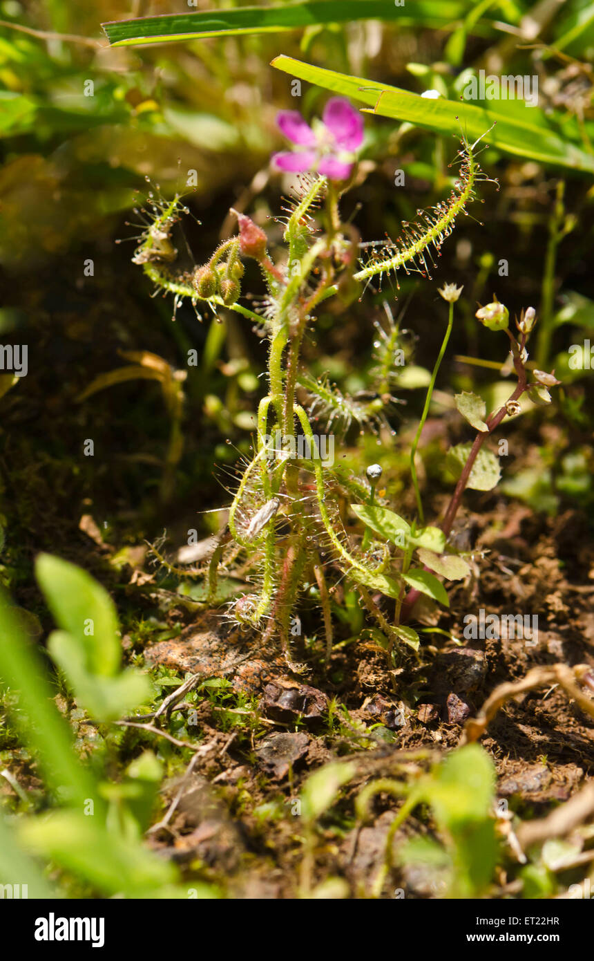 Drosera Indica Insektenfresser Satara Maharashtra Indien Asien Stockfoto