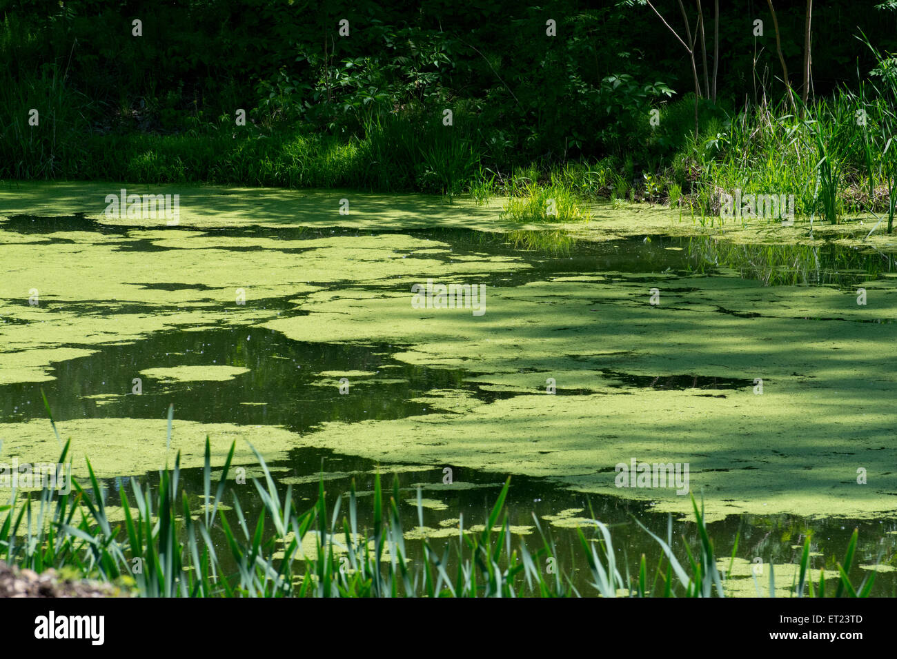 Ein Teich mit Wasserlinsen bedeckt. Stockfoto