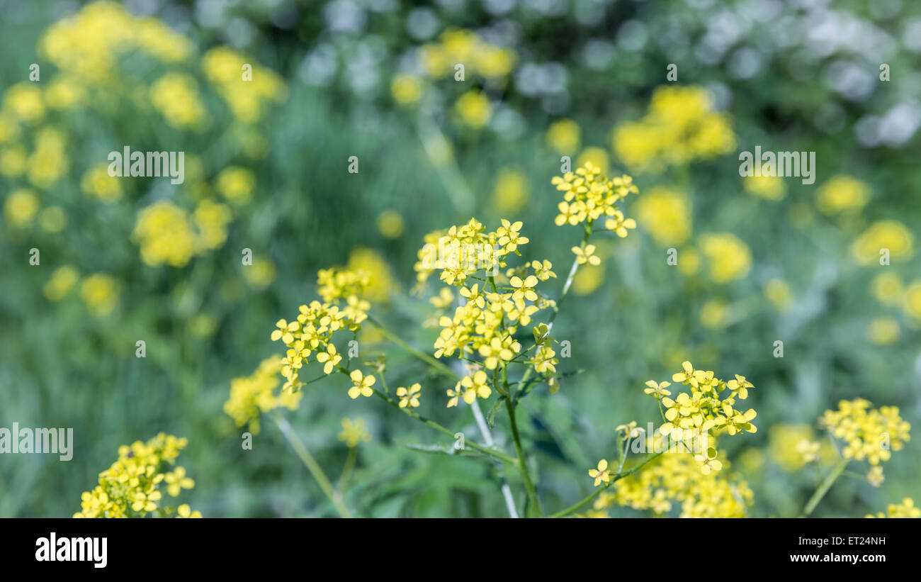 Gelbe Blumen Stockfoto